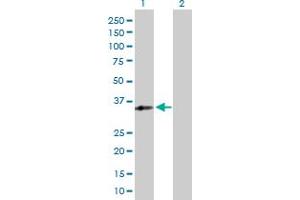 Western Blot analysis of RFXAP expression in transfected 293T cell line by RFXAP MaxPab polyclonal antibody. (RFXAP antibody  (AA 1-272))