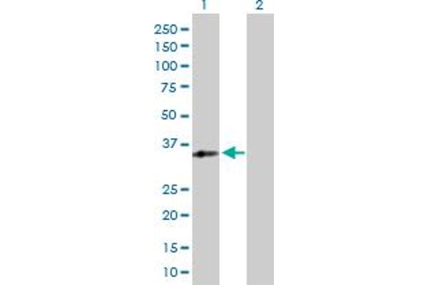 RFXAP antibody  (AA 1-272)