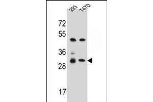 OR4P4 Antibody (C-term) (ABIN656306 and ABIN2845609) western blot analysis in 293,T47D cell line lysates (35 μg/lane). (OR4P4 antibody  (C-Term))