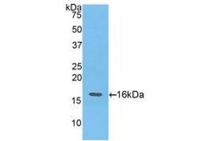 Western blot analysis of recombinant Mouse ANG. (ANG antibody  (AA 25-145))