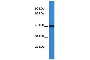 WB Suggested Anti-ASNA1 Antibody Titration: 0. (ASNA1 antibody  (C-Term))