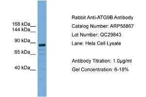 WB Suggested Anti-ATG9B  Antibody Titration: 0. (ATG9B antibody  (C-Term))