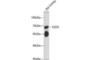 Western blot analysis of extracts of rat kidney, using FZD5 antibody (ABIN6131661, ABIN6140843, ABIN6140845 and ABIN6216524) at 1:3000 dilution. (FZD5 antibody  (AA 130-240))