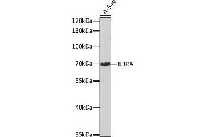 Western blot analysis of extracts of A-549 cells, using IL3RA antibody (ABIN1680453, ABIN3018298, ABIN3018299, ABIN5664529 and ABIN6220429) at 1:1000 dilution. (IL3RA antibody  (AA 1-100))