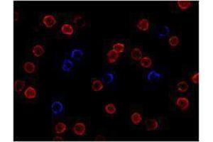 Immunofluorescence (IF) image for anti-CD3 (CD3) antibody (Alexa Fluor 647) (ABIN2657734) (CD3 antibody  (Alexa Fluor 647))