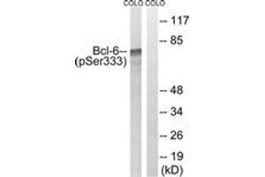 Western blot analysis of extracts from COLO205 cells treated with insulin 0. (BCL6 antibody  (pSer333))