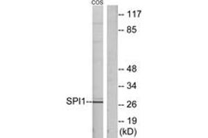 Western blot analysis of extracts from COS7 cells, using SPI1 Antibody. (SPI1 antibody  (AA 181-230))