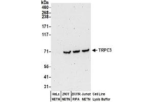 anti-Transient Receptor Potential Cation Channel, Subfamily C, Member 3 (TRPC3) (AA 275-325) antibody