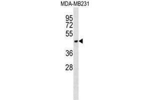 ASGR1 Antibody (N-term) western blot analysis in MDA-MB231 cell line lysates (35µg/lane). (Asialoglycoprotein Receptor 1 antibody  (N-Term))