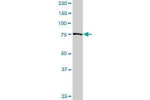 GOLGA1 MaxPab rabbit polyclonal antibody. (GOLGA1 antibody  (AA 1-767))