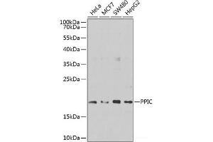 Western blot analysis of extracts of various cell lines using PPIC Polyclonal Antibody at dilution of 1:1000. (PPIC antibody)