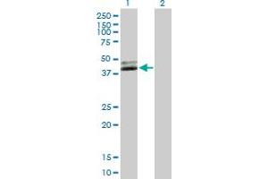 Western Blot analysis of NUDT9 expression in transfected 293T cell line by NUDT9 MaxPab polyclonal antibody.