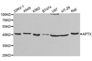 Western blot analysis of extracts of various cell lines, using APTX antibody. (Aprataxin antibody  (AA 93-342))