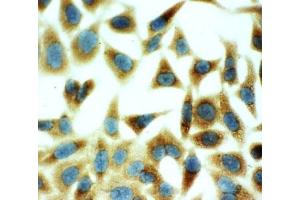 Immunocytochemistry (ICC) image for anti-Annexin A5 (ANXA5) (AA 88-102) antibody (ABIN3029974)