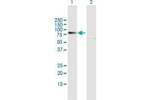 Western Blot analysis of PREP expression in transfected 293T cell line by PREP MaxPab polyclonal antibody.