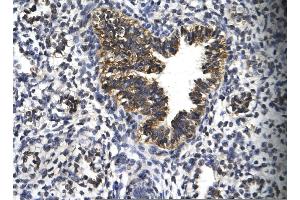 Rabbit Anti-EGR2 Antibody       Paraffin Embedded Tissue:  Human bronchiole epithelium   Cellular Data:  Epithelial cells of renal tubule  Antibody Concentration:   4.