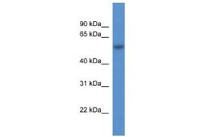 WB Suggested Anti-Rod1 Antibody Titration:  0. (PTBP3 antibody  (N-Term))