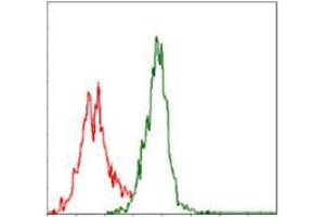 Flow cytometric analysis of Jurkat cells using ASS1 mouse mAb (green) and negative control (red). (ASS1 antibody)