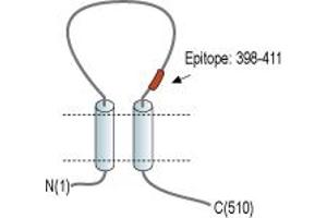 anti-Ectonucleoside Triphosphate diphosphohydrolase 1 (ENTPD1) (AA 398-411), (Extracellular Loop) antibody