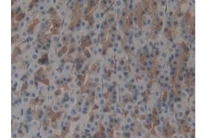 DAB staining on IHC-P; Samples: Rat Stomach Tissue (UBA7 antibody  (AA 249-517))