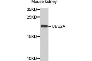 Western blot analysis of extracts of mouse kidney, using UBE2A antibody. (UBE2A antibody)