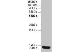 Western blot All lanes: CXCL8 antibody at 2 μg/mL + 293T whole cell lysate Secondary Goat polyclonal to rabbit IgG at 1/10000 dilution Predicted band size: 12 kDa Observed band size: 12 kDa (IL-8 antibody  (AA 23-99))