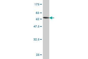 Western Blot detection against Immunogen (65. (ADA antibody  (AA 1-363))