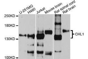 Western blot analysis of extracts of various cells, using CHL1 antibody. (CHL1 antibody)