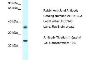 WB Suggested Anti-Jund Antibody   Titration: 1. (JunD antibody  (N-Term))