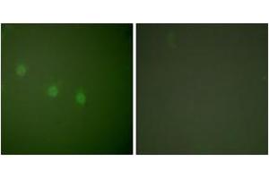 Immunofluorescence analysis of COS7 cells, using OCT2 Antibody.
