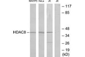 Western blot analysis of extracts from NIH-3T3/HeLa/Jurkat cells, , using HDAC8 (Ab-39) Antibody. (HDAC8 antibody  (AA 5-54))