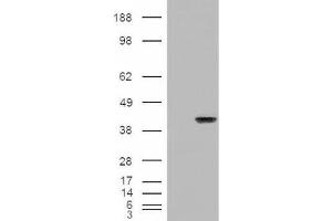 Western Blotting (WB) image for anti-Aryl Hydrocarbon Receptor Interacting Protein (AIP) (C-Term) antibody (ABIN2465373) (AIP antibody  (C-Term))
