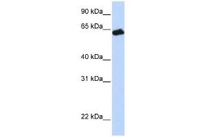 GHR antibody used at 1 ug/ml to detect target protein. (Growth Hormone Receptor antibody  (N-Term))