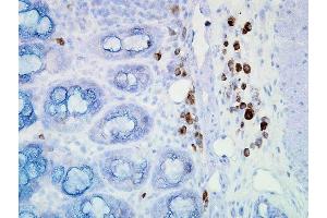 Immunohistochemistry analysis using Mouse Anti-Hsp90 Monoclonal Antibody, Clone D7alpha . (HSP90 antibody  (Biotin))