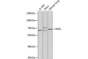 Western blot analysis of extracts of various cell lines, using PHF1 antibody (ABIN6128444, ABIN6145531, ABIN6145532 and ABIN6224513) at 1:1000 dilution. (PHF1 antibody  (AA 1-260))