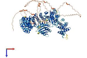 Adaptor-Related Protein Complex 3, beta 2 Subunit (AP3B2) (AA 1-1082) protein (His tag)