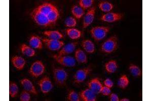 Immunofluorescence (IF) image for anti-Cytochrome C, Somatic (CYCS) antibody (ABIN2666072) (Cytochrome C antibody)