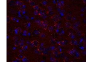 Indirect immunostaining of PFA fixed mouse brain section (dilution 1 : 500; red). (VTI1A antibody)