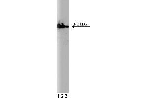 Western blot analysis of beta-Catenin on HeLa cell lysate. (beta Catenin antibody  (AA 571-781))