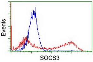 HEK293T cells transfected with either RC209305 overexpress plasmid (Red) or empty vector control plasmid (Blue) were immunostained by anti-SOCS3 antibody (ABIN2454662), and then analyzed by flow cytometry. (SOCS3 antibody)