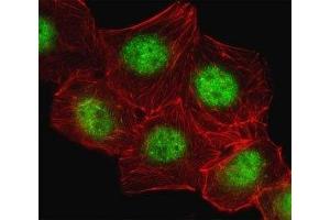 Fluorescent image of A549 cell stained with CREB antibody. (CREB1 antibody  (AA 105-132))