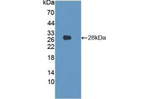 Figure. (Lamin B1 antibody  (AA 52-233))