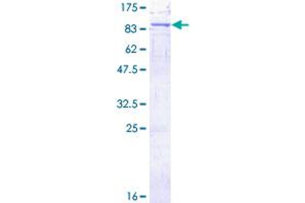 MOXD1 Protein (AA 1-613) (GST tag)