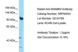 Western Blotting (WB) image for anti-SH3 and Multiple Ankyrin Repeat Domains 2 (SHANK2) (C-Term) antibody (ABIN971694) (SHANK2 antibody  (C-Term))