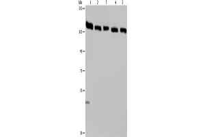 Western Blotting (WB) image for anti-Importin 4 (IPO4) antibody (ABIN2423661) (Importin 4 antibody)