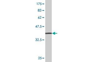 EEA1 antibody  (AA 1312-1411)