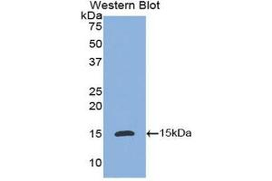 Western Blotting (WB) image for anti-Interleukin 8 (IL8) (AA 23-101) antibody (ABIN3201276)