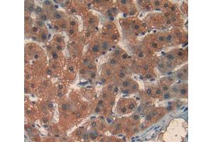 Used in DAB staining on fromalin fixed paraffin- embedded liver tissue (MDH2 antibody  (AA 25-338))