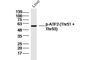LOVO lysates probed with p-ATF2 (Thr51 + Thr53) Polyclonal Antibody, Unconjugated  at 1:300 dilution and 4˚C overnight incubation. (ATF2 antibody  (pThr51, pThr53))
