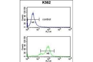 SNRPC Antibody (C-term) (ABIN389354 and ABIN2839460) flow cytometry analysis of K562 cells (bottom histogram) compared to a negative control cell (top histogram).
